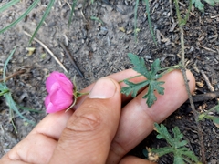 Modiolastrum gilliesii