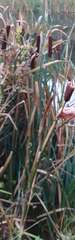 Typha latifolia