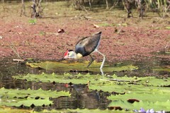Irediparra gallinacea