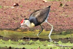 Irediparra gallinacea