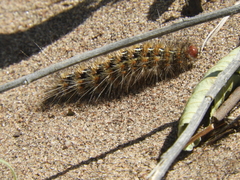 Paracles deserticola