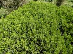 Veronica armstrongii