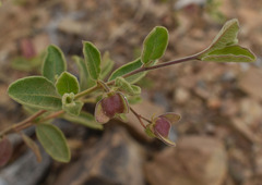 Dodonaea dodecandra