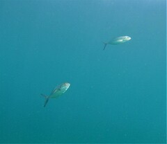 Caranx caballus