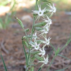 Silene scouleri