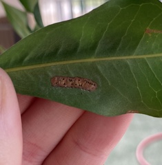 Gonipterus platensis