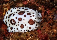 Peltodoris atromaculata