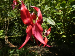 Clianthus puniceus