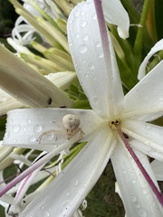 Zygometis xanthogaster