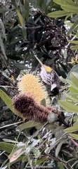 Phylidonyris niger