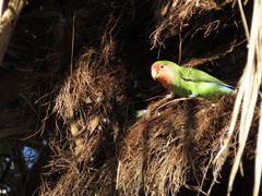 Agapornis roseicollis