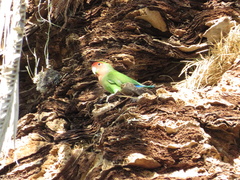 Agapornis roseicollis