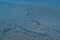 Urobatis concentricus