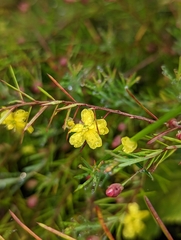 Hibbertia acicularis