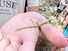 Phasmatinae