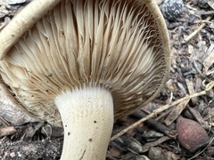 Agrocybe