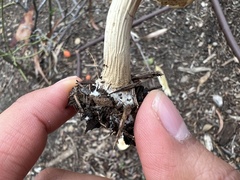 Agrocybe