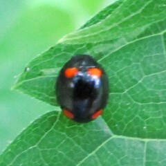 Brachiacantha quadripunctata