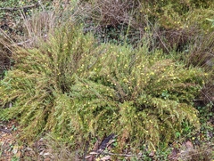 Hibbertia acicularis