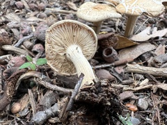 Agrocybe