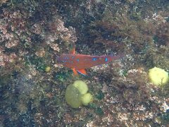 Hypsypops rubicundus