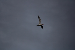 Thalasseus maximus