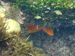 Hypsypops rubicundus