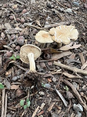 Agrocybe