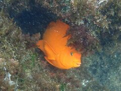 Hypsypops rubicundus