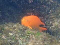 Hypsypops rubicundus