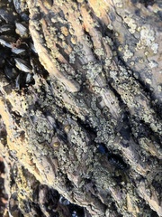 Balanomorpha