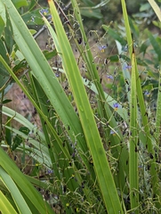 Dianella brevipedunculata