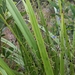 Dianella brevipedunculata - Photo (c) James Hatchett, algunos derechos reservados (CC BY-NC), subido por James Hatchett