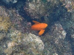 Hypsypops rubicundus