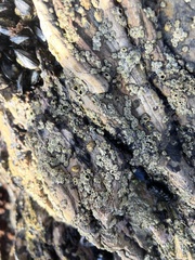 Balanomorpha