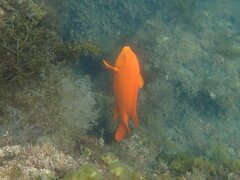 Hypsypops rubicundus