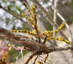 Arceuthobium littorum