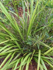 Dianella brevipedunculata