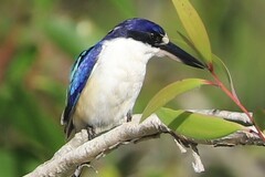 Todiramphus macleayii