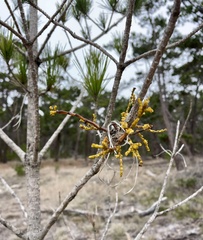 Arceuthobium littorum