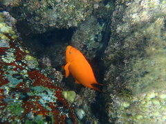 Hypsypops rubicundus