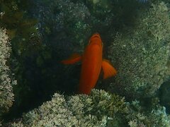 Hypsypops rubicundus