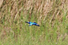 Todiramphus macleayii