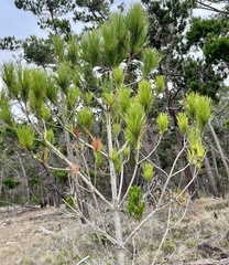 Arceuthobium littorum