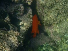 Hypsypops rubicundus