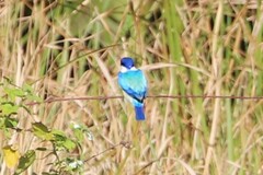 Todiramphus macleayii