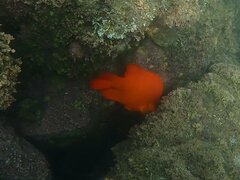 Hypsypops rubicundus