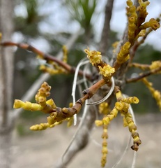 Arceuthobium littorum