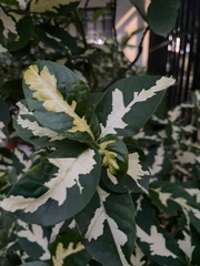 Graptophyllum