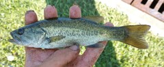 Micropterus floridanus